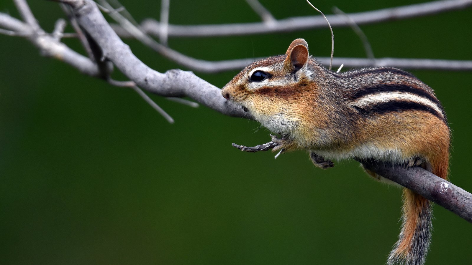 Обои ветки, животное, бурундук, грызун, branches, animal, chipmunk, rodent разрешение 2048x1313 Загрузить