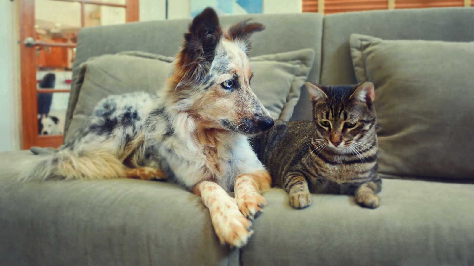 Обои кот, кошка, собака, пара, пес, диван, дружба, cat, dog, pair, sofa, friendship разрешение 2048x1152 Загрузить
