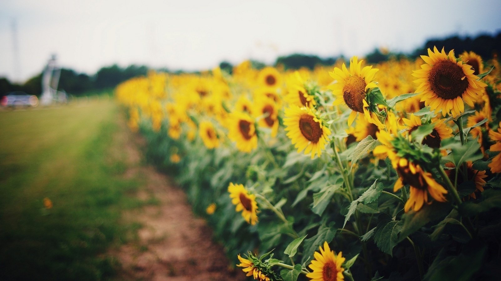 Обои цветы, трава, природа, зелень, поле, лето, подсолнухи, размытие, flowers, grass, nature, greens, field, summer, sunflowers, blur разрешение 1920x1200 Загрузить