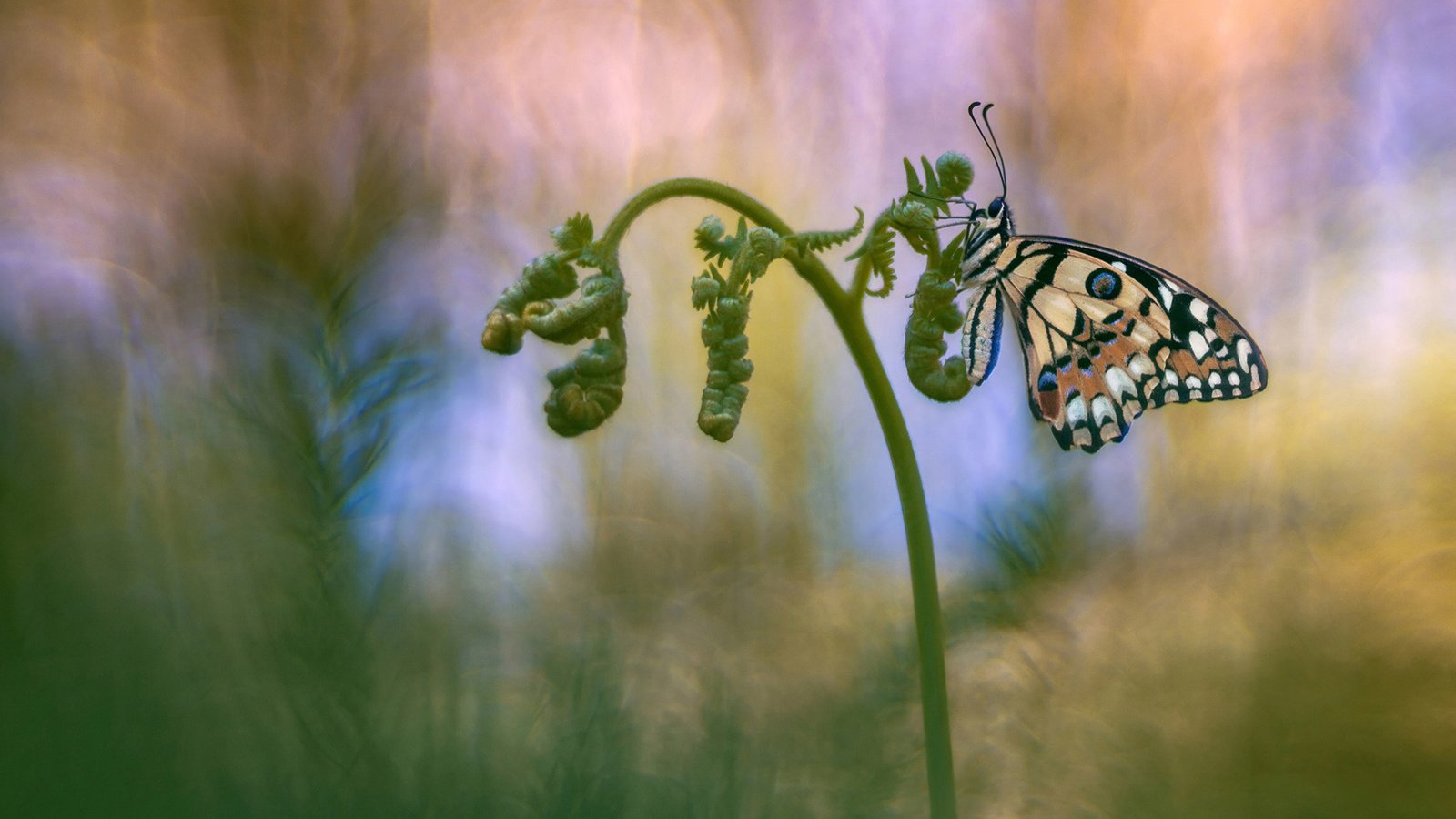 Обои насекомое, фон, бабочка, папоротник, insect, background, butterfly, fern разрешение 2048x1152 Загрузить