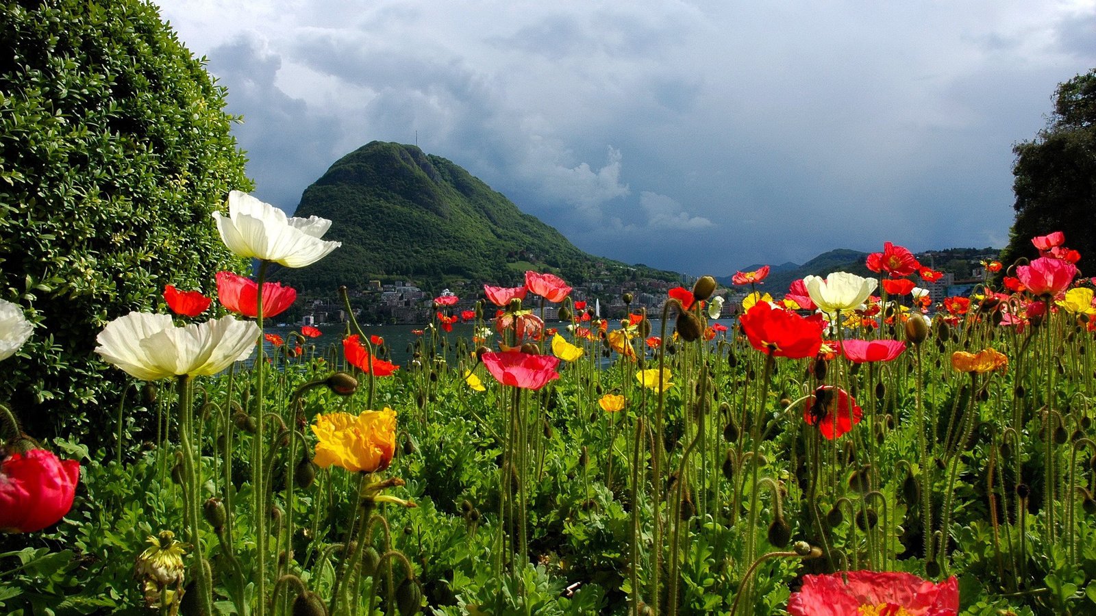 Обои цветы, горы, природа, швейцария, маки, лугано, flowers, mountains, nature, switzerland, maki, lugano разрешение 1920x1200 Загрузить