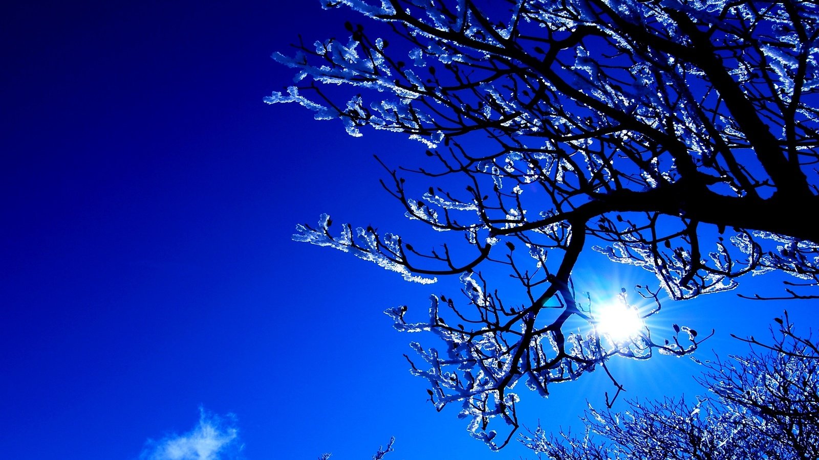 Обои небо, деревья, солнце, снег, зима, ветки, синее, the sky, trees, the sun, snow, winter, branches, blue разрешение 2560x1600 Загрузить