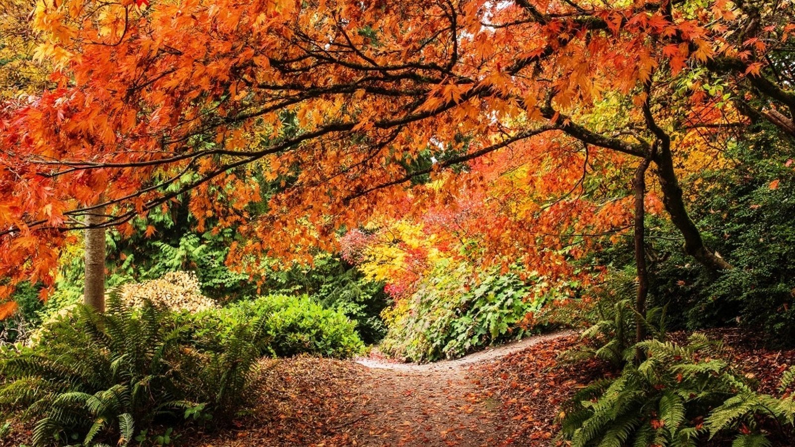 Обои деревья, washington park arboretum, дендрарий штата вашингтон, листья, тропмнка, парк, кусты, осень, сиэтл, папоротник, парковая дорожка, trees, arboretum in washington state, leaves, tropinka, park, the bushes, autumn, seattle, fern, park track разрешение 2999x2000 Загрузить