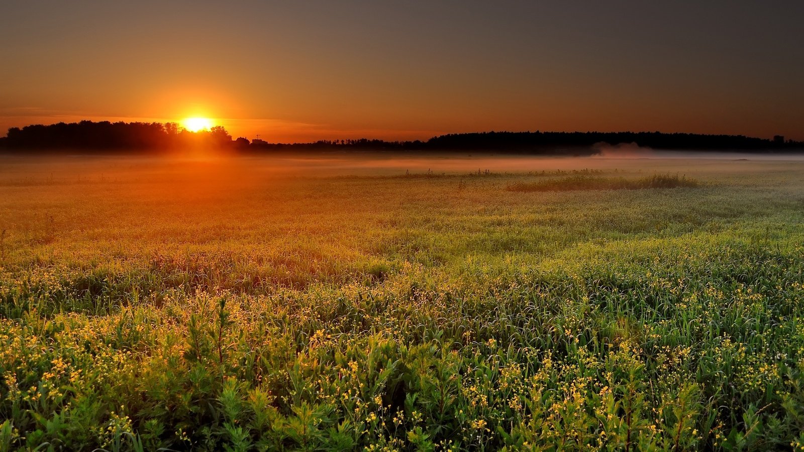 Обои цветы, солнце, природа, пейзаж, туман, поле, рассвет, восход солнца, flowers, the sun, nature, landscape, fog, field, dawn, sunrise разрешение 2560x1440 Загрузить