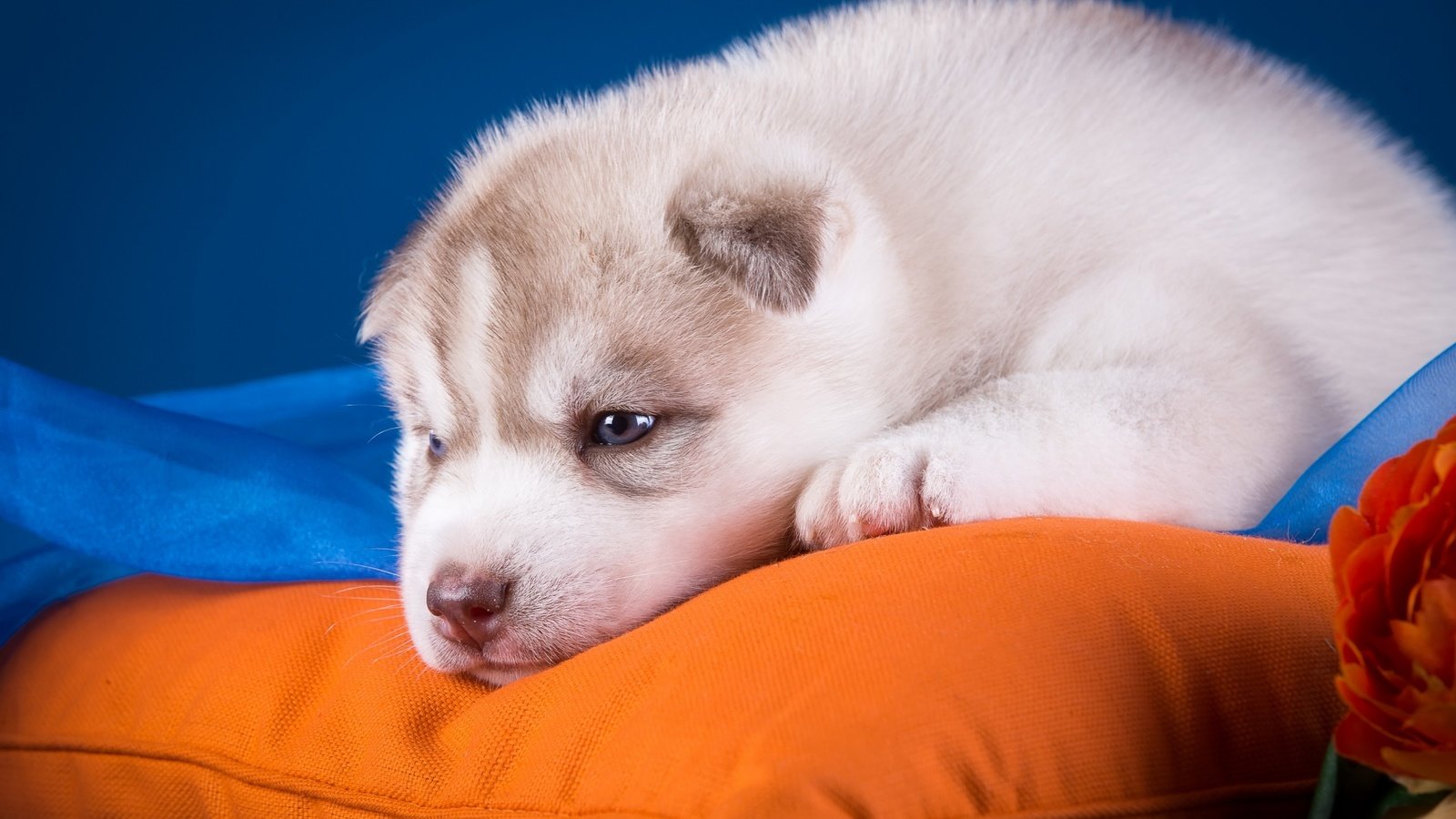 Обои собака, щенок, хаски, подушка, голубоглазый, dog, puppy, husky, pillow, blue-eyed разрешение 2880x1800 Загрузить