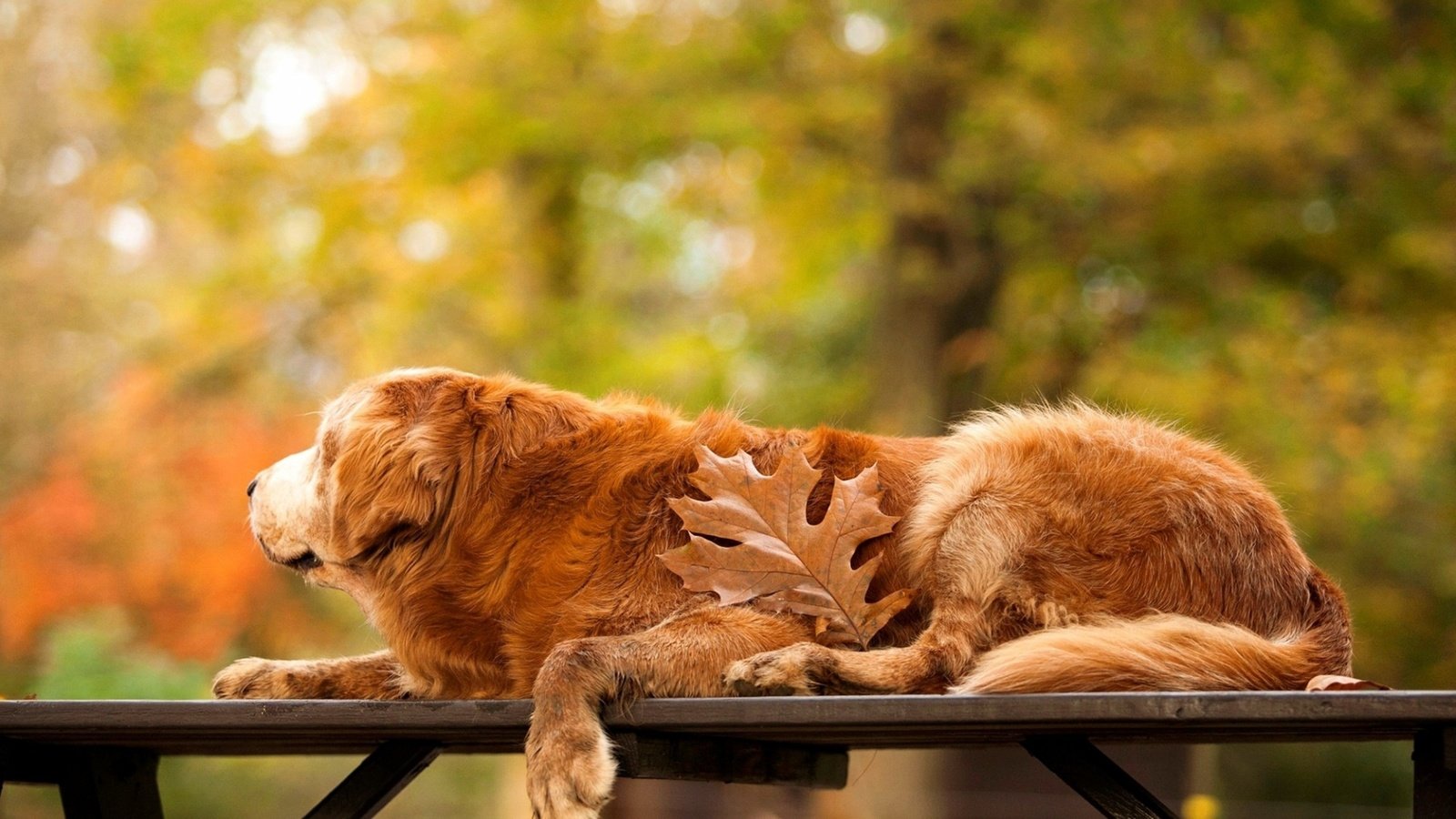 Обои осень, собака, лист, скамейка, золотистый ретривер, autumn, dog, sheet, bench, golden retriever разрешение 3250x1828 Загрузить