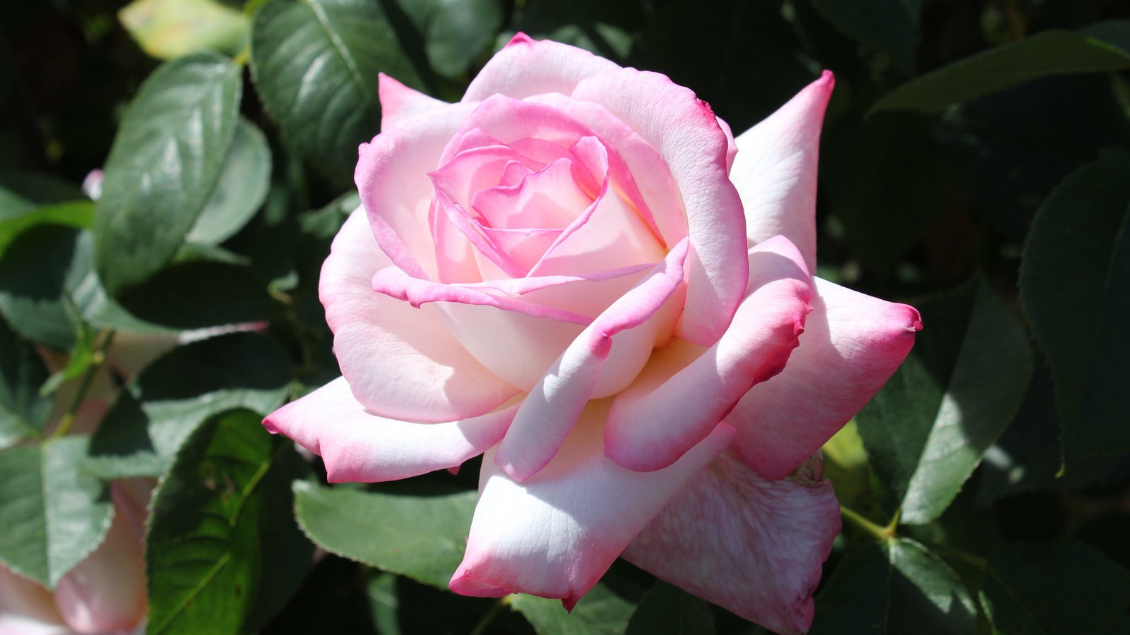 Обои листья, роза, лепестки, бутон, розовые, розовая, leaves, rose, petals, bud, pink разрешение 2048x1365 Загрузить