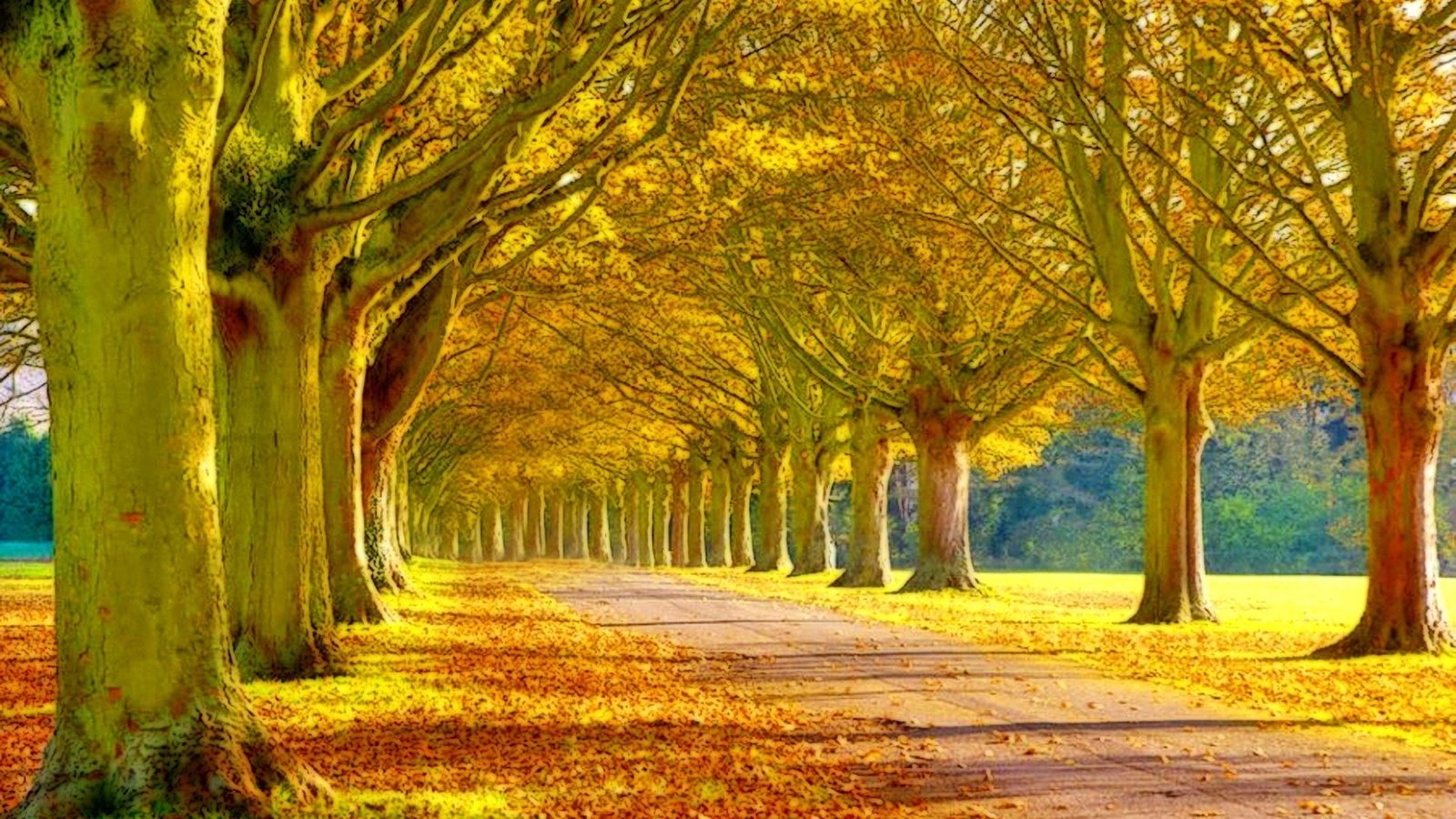 Обои дорога, деревья, листья, парк, осень, аллея, дроога, road, trees, leaves, park, autumn, alley, drooga разрешение 1920x1080 Загрузить
