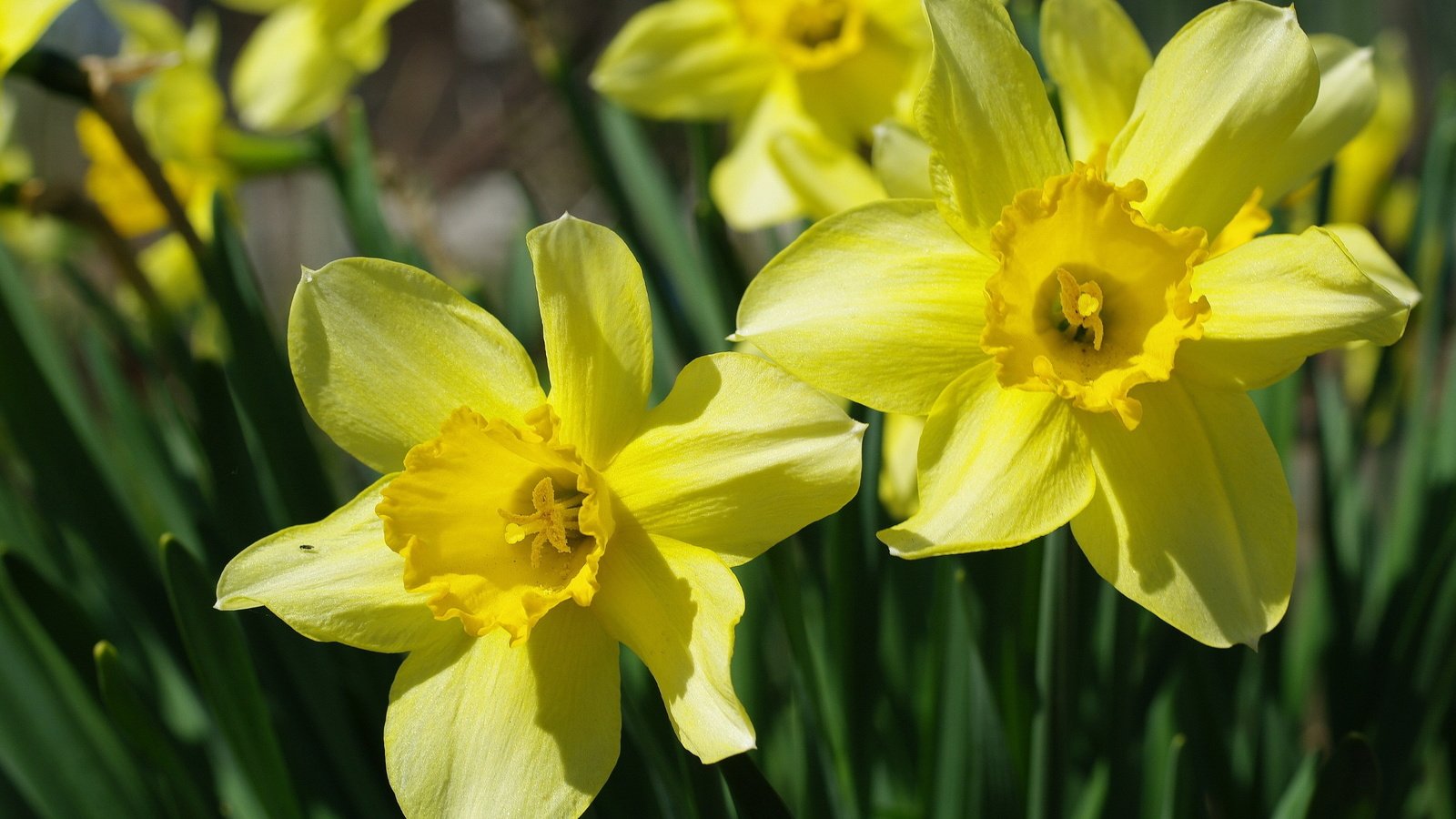 Обои цветы, желтый, макро, нарцисс, flowers, yellow, macro, narcissus разрешение 2232x1484 Загрузить