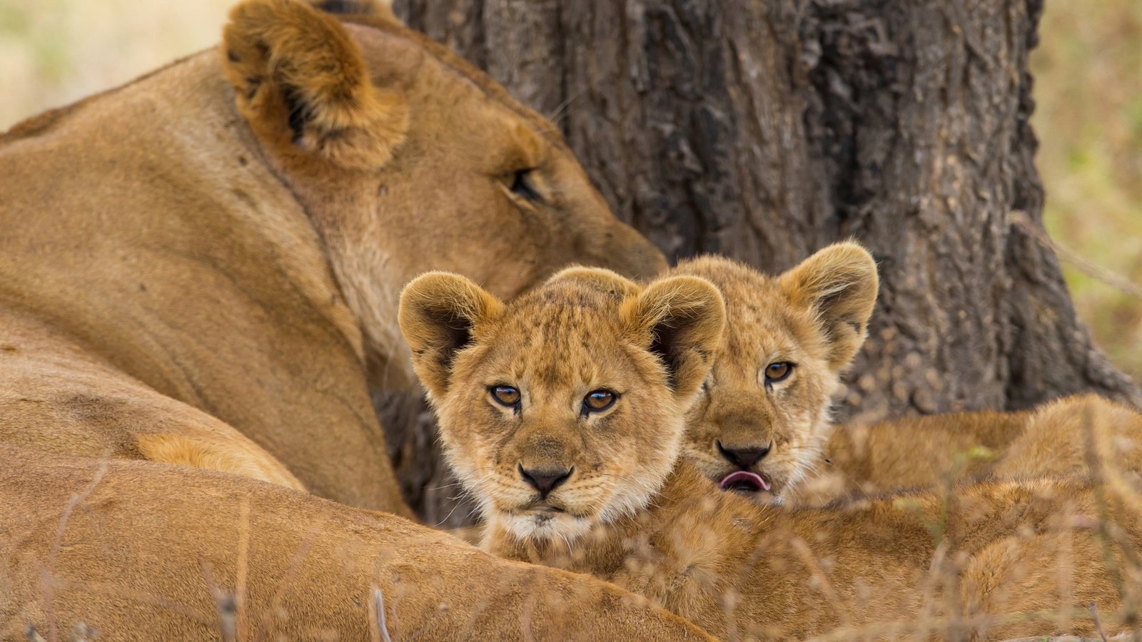 Обои львы, мама, малыши, львята, львица, lions, mom, kids, the cubs, lioness разрешение 1950x1250 Загрузить