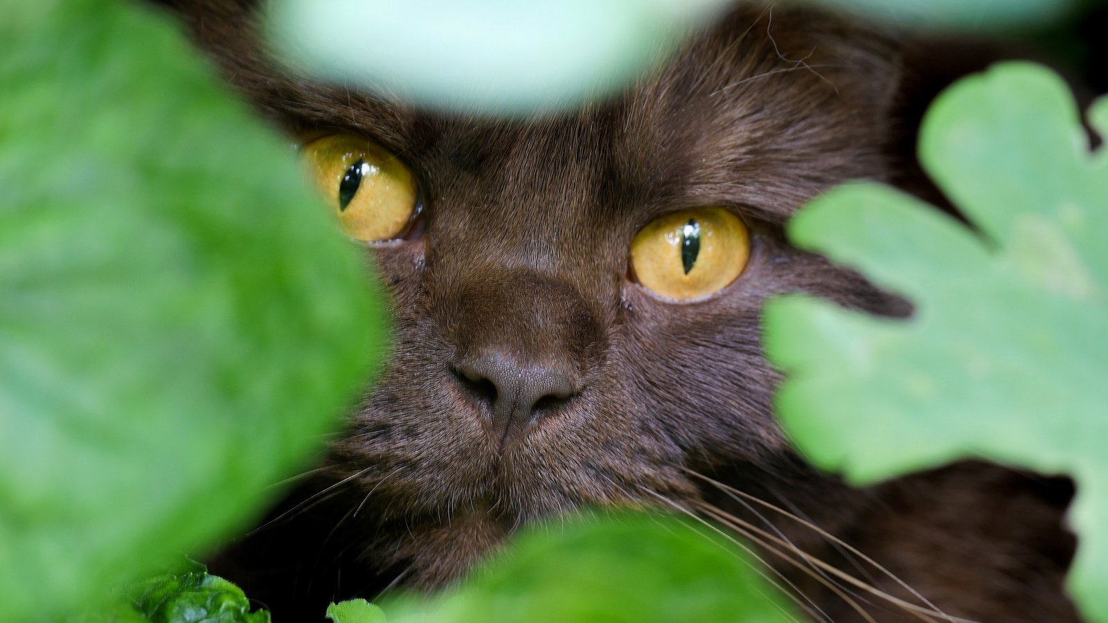 Обои глаза, листья, кот, мордочка, взгляд, маскировка, eyes, leaves, cat, muzzle, look, disguise разрешение 2048x1344 Загрузить
