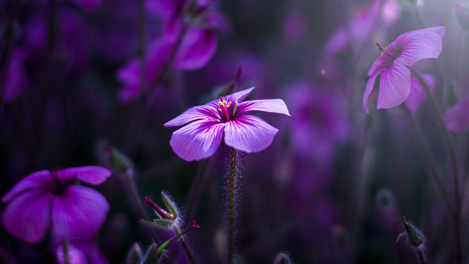 Обои цветы, природа, макро, лепестки, герань, flowers, nature, macro, petals, geranium разрешение 2048x1365 Загрузить