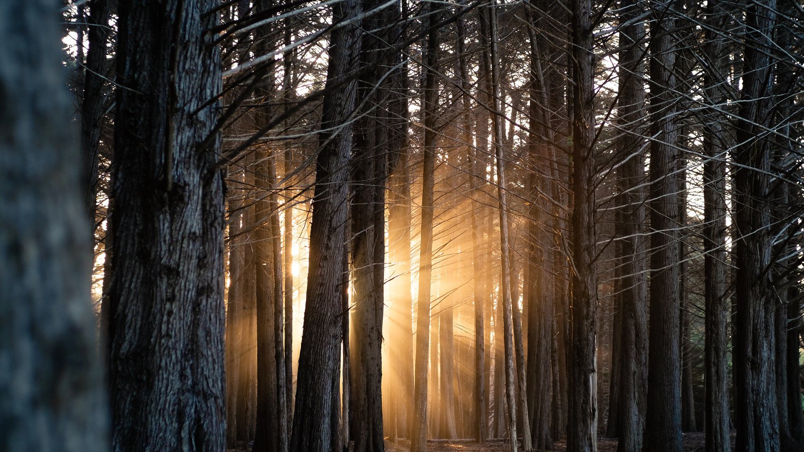 Обои свет, деревья, лес, стволы, солнечные лучи, light, trees, forest, trunks, the sun's rays разрешение 2048x1365 Загрузить