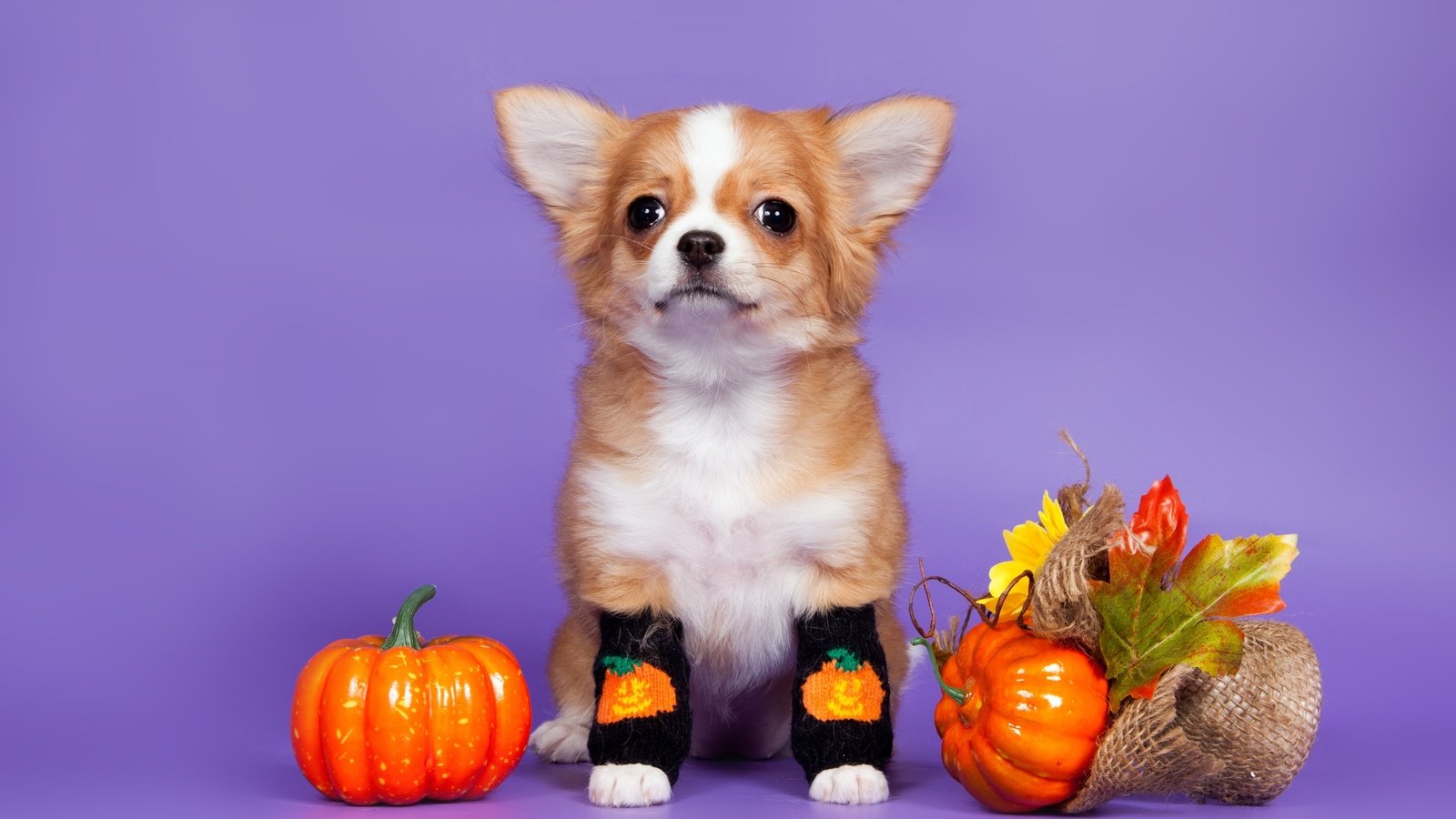 Обои листья, собака, щенок, носки, тыква, чихуахуа, leaves, dog, puppy, socks, pumpkin, chihuahua разрешение 3300x2106 Загрузить