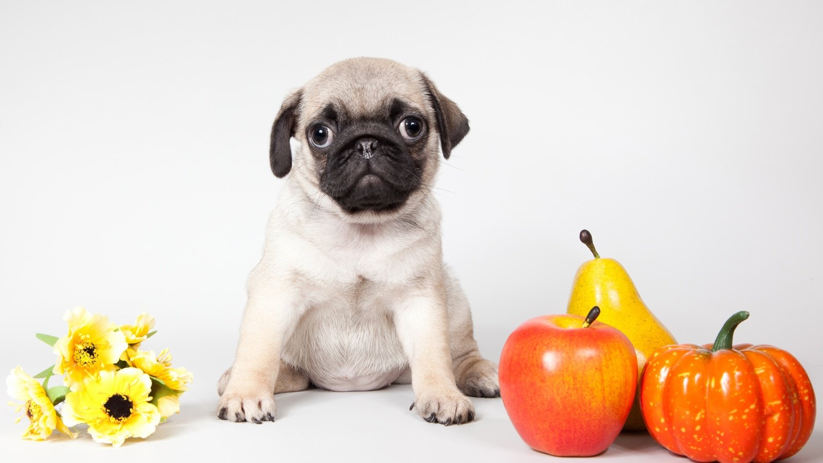 Обои цветы, щенок, яблоко, тыква, мопс, груша, flowers, puppy, apple, pumpkin, pug, pear разрешение 3500x2140 Загрузить