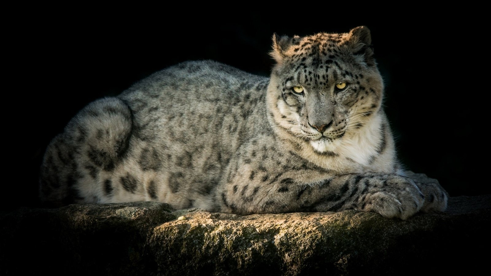 Обои хищник, снежный барс, ирбис, красавец, predator, snow leopard, irbis, handsome разрешение 1920x1279 Загрузить