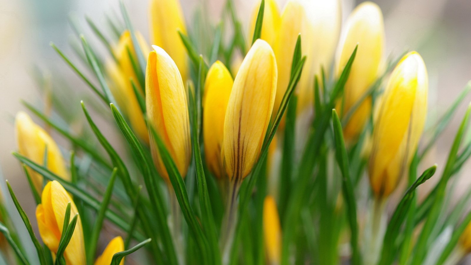 Обои желтый, бутоны, весна, крокусы, yellow, buds, spring, crocuses разрешение 2232x1484 Загрузить