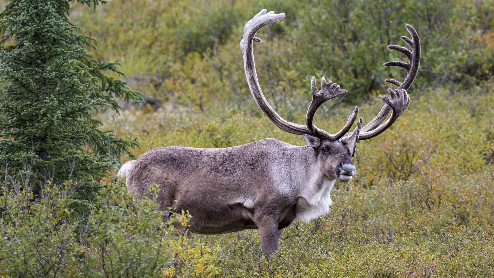 Обои олень, рога, северный, deer, horns, north разрешение 1920x1217 Загрузить