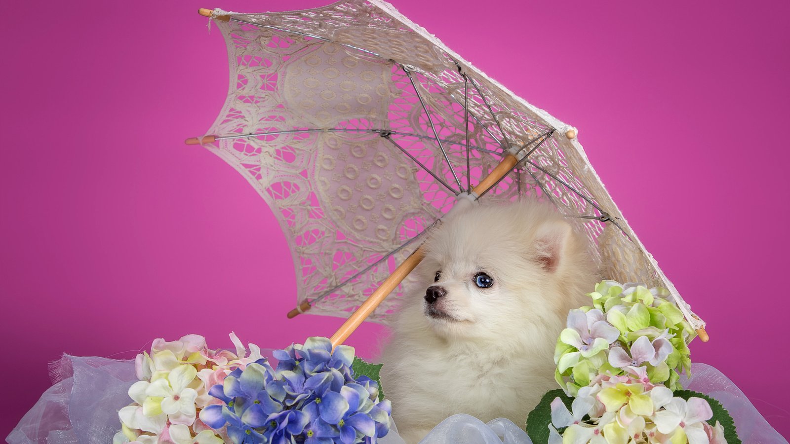 Обои белый, щенок, зонтик, гортензия, шпиц, white, puppy, umbrella, hydrangea, spitz разрешение 3000x1862 Загрузить