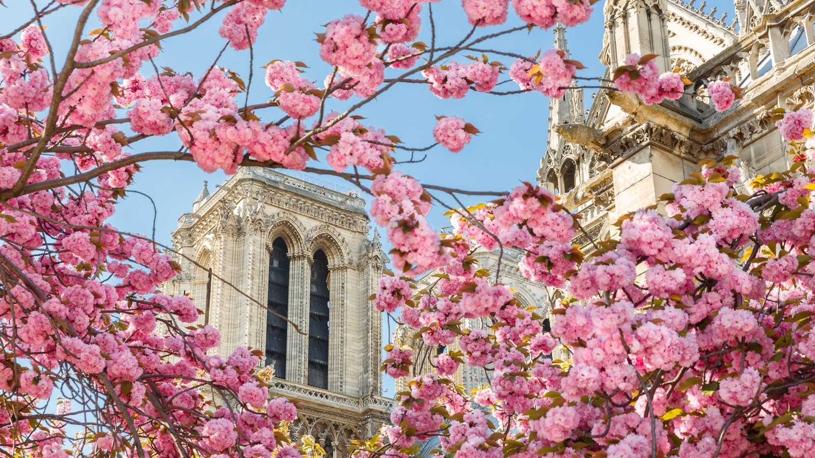 Обои собор, париж, весна, сакура, cathedral, paris, spring, sakura разрешение 2048x1304 Загрузить