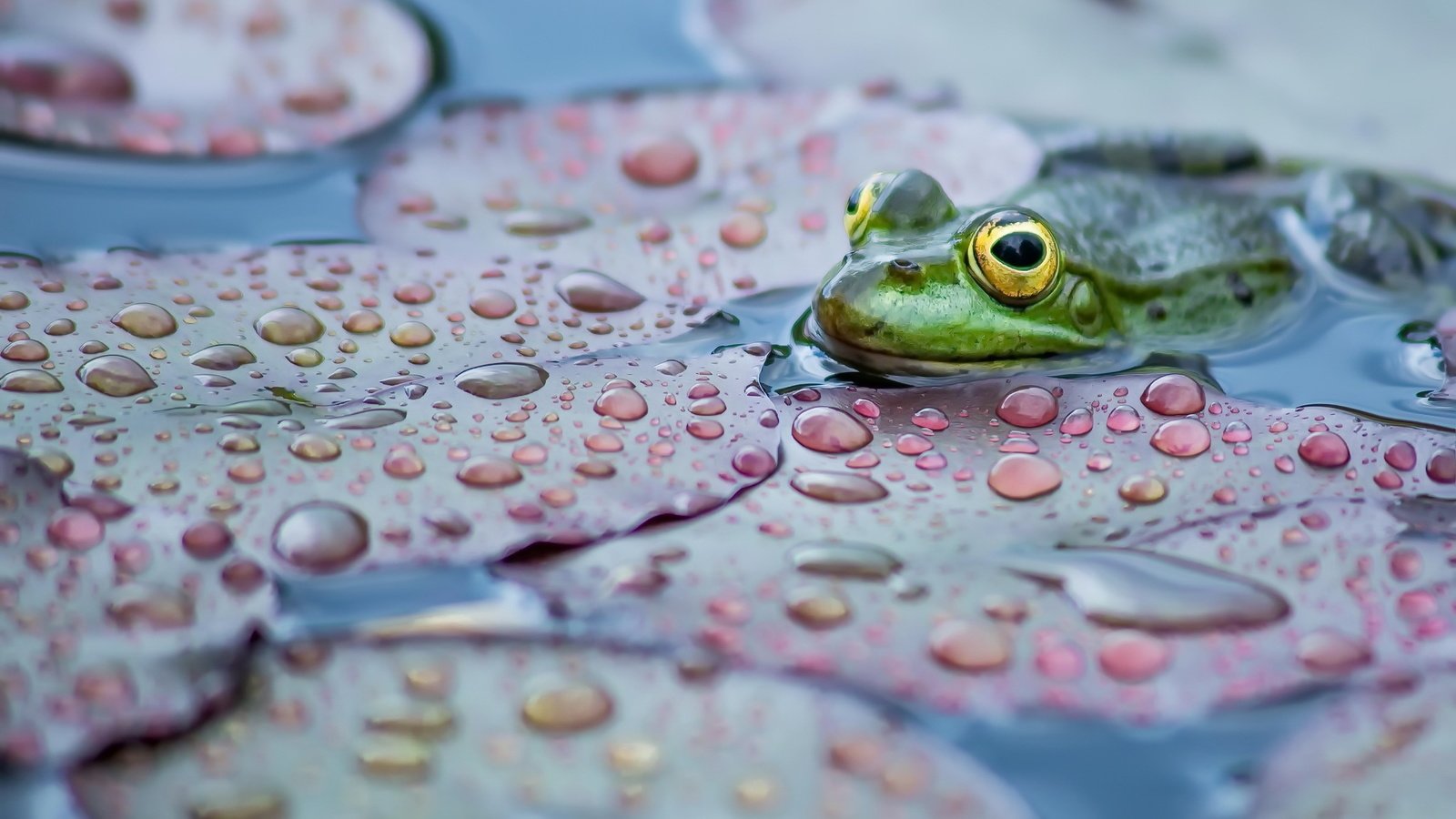 Обои природа, фон, лягушка, nature, background, frog разрешение 2048x1365 Загрузить