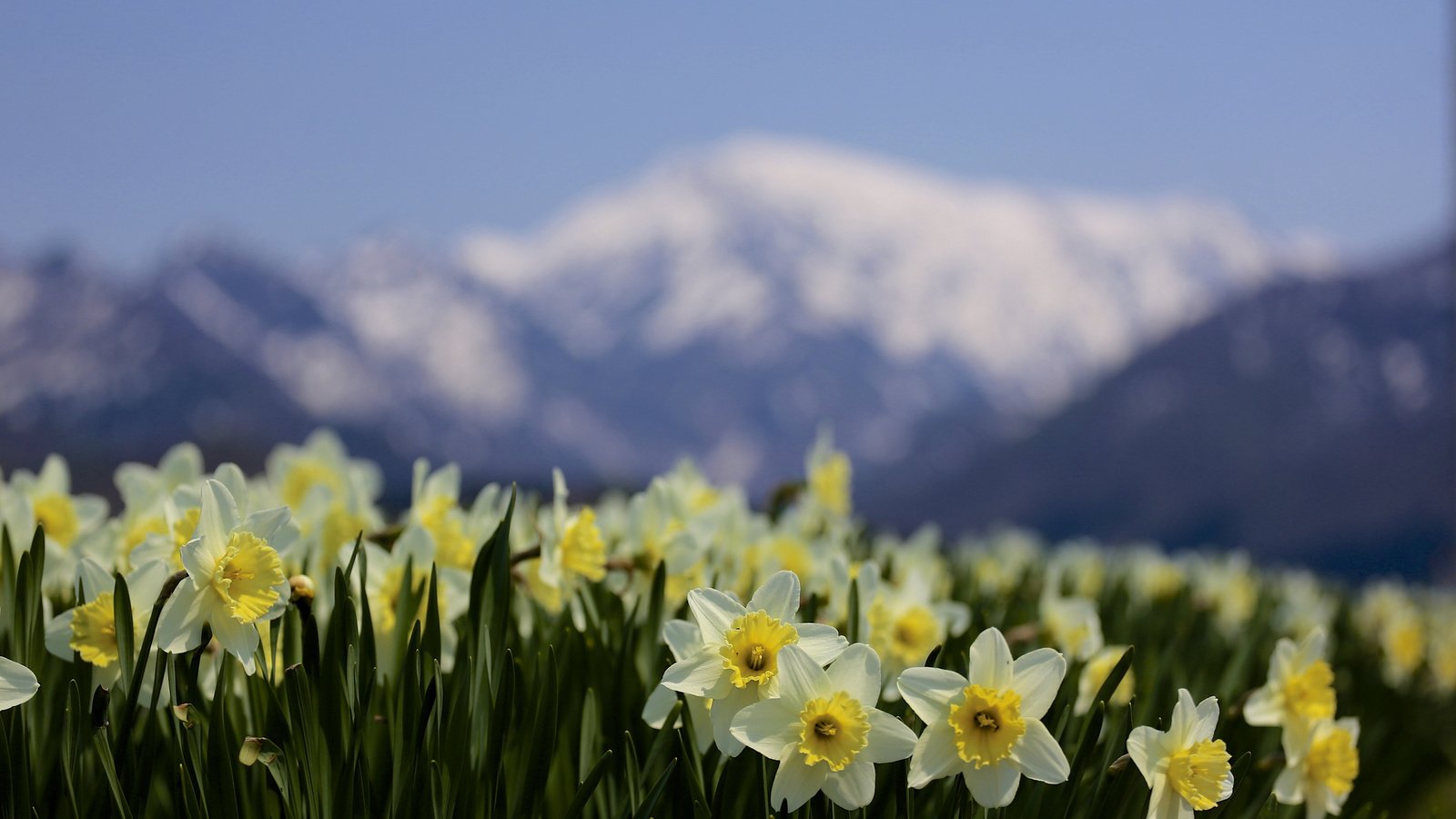 Обои цветы, горы, природа, фокус камеры, размытость, весна, нарциссы, flowers, mountains, nature, the focus of the camera, blur, spring, daffodils разрешение 2048x1365 Загрузить