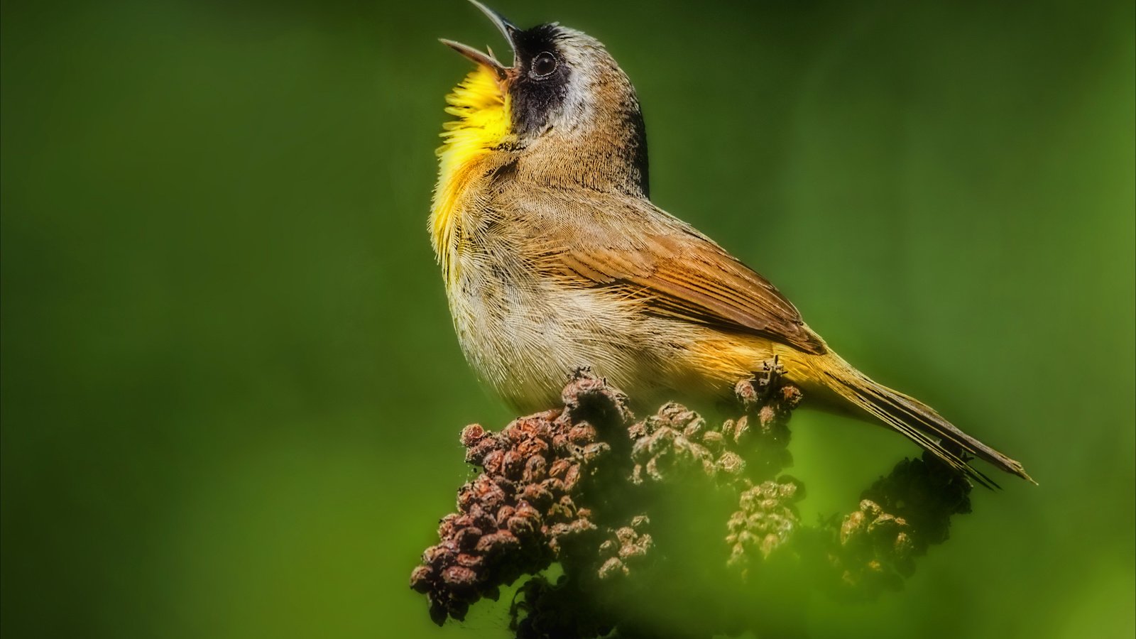 Обои природа, птица, клюв, перья, масковый певун, певун, nature, bird, beak, feathers, masked singer, songster разрешение 2560x1591 Загрузить