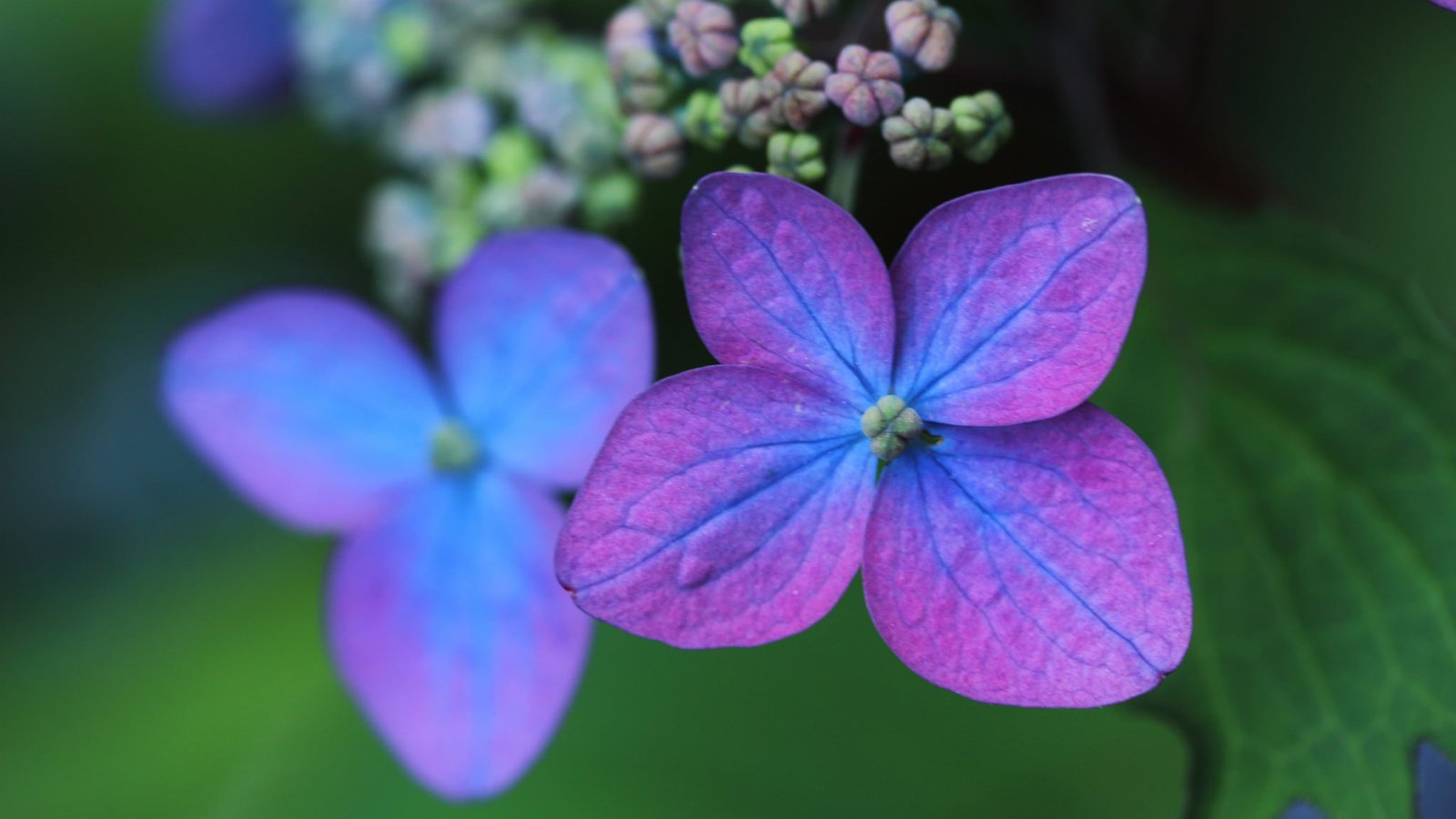 Обои макро, лепестки, цветки, боке, гортензия, macro, petals, flowers, bokeh, hydrangea разрешение 2048x1365 Загрузить