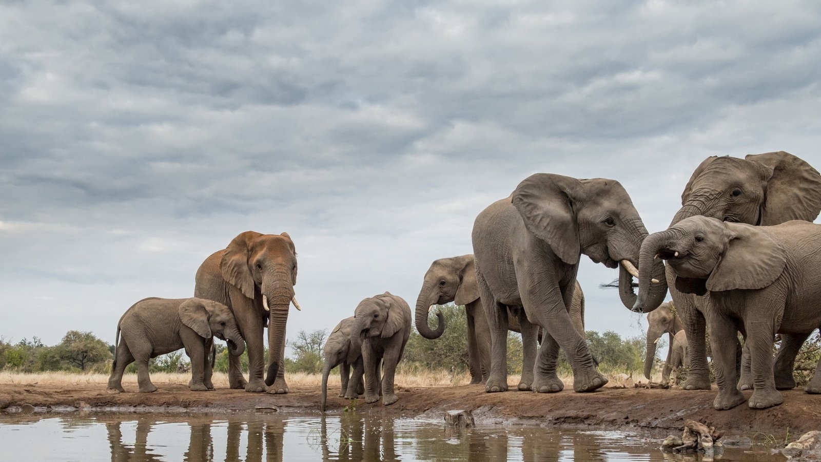 Обои природа, африка, слоны, хобот, бивни, nature, africa, elephants, trunk, tusks разрешение 1920x1112 Загрузить