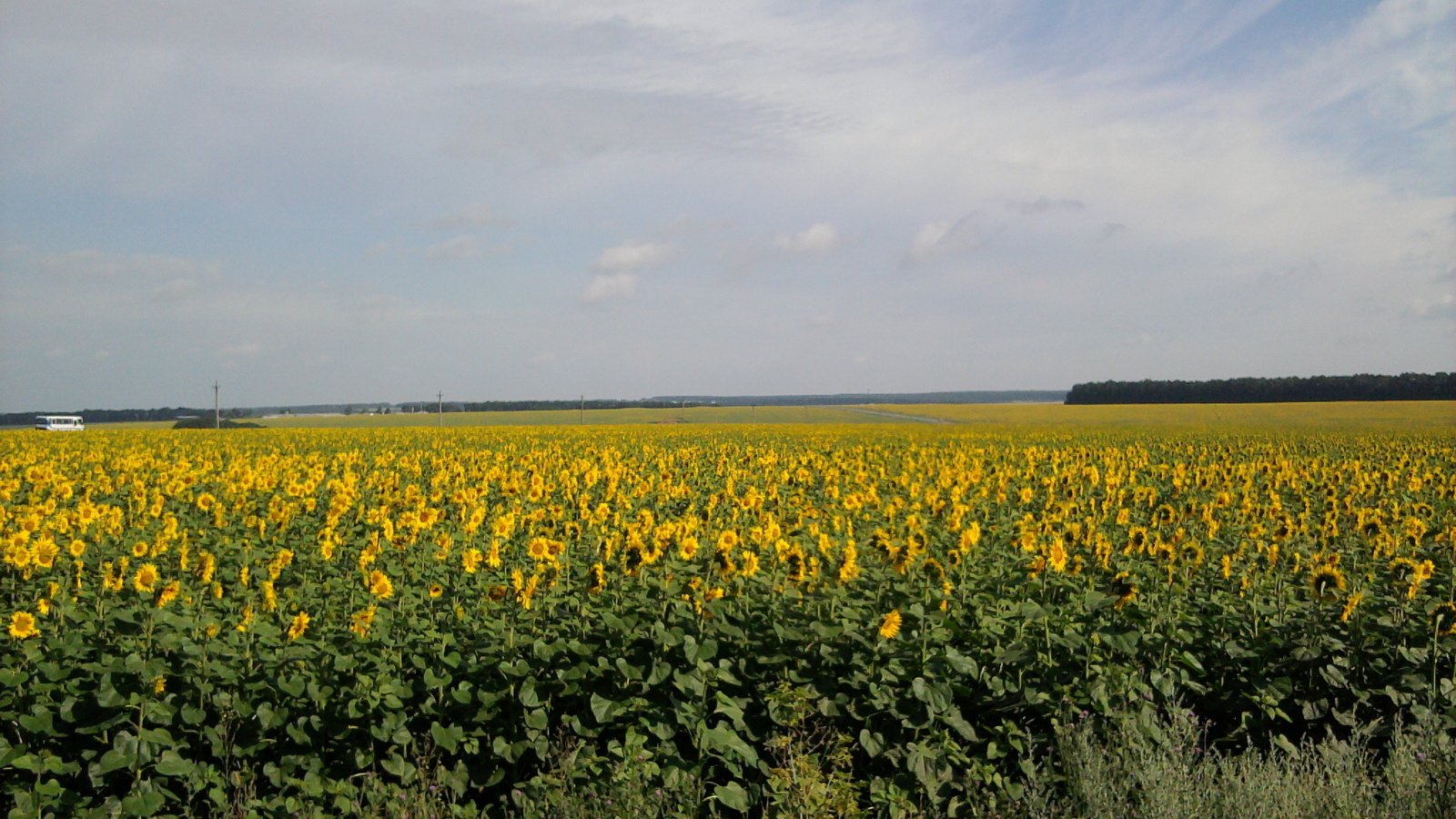 Обои солнце, поле, лето, подсолнуха, the sun, field, summer, sunflower разрешение 2048x1536 Загрузить