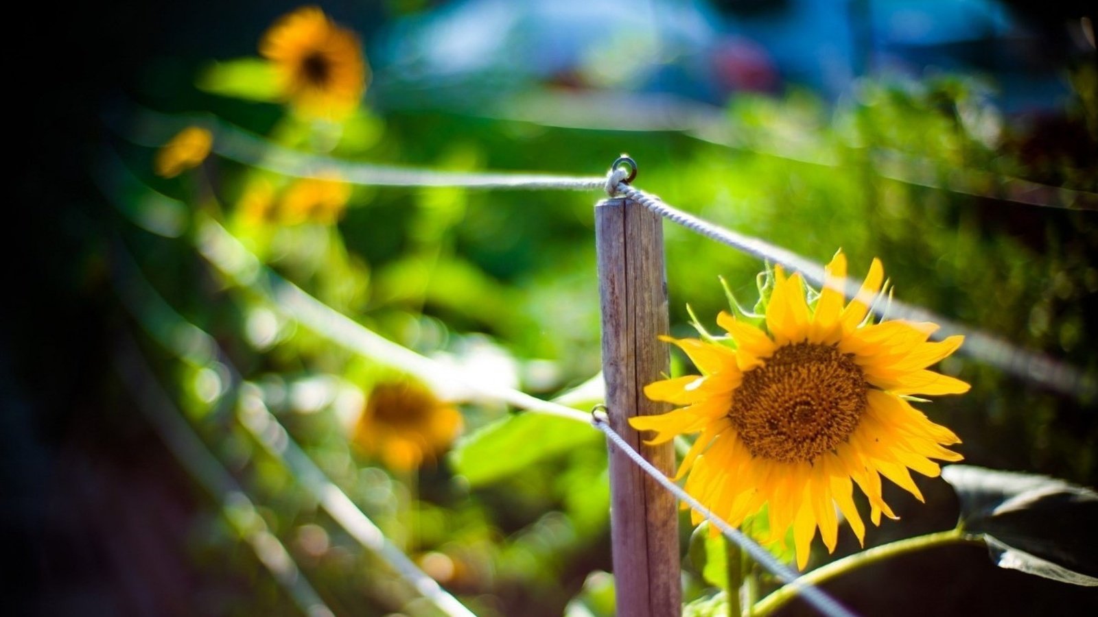 Обои размытость, подсолнухи, ограда, боке, blur, sunflowers, fence, bokeh разрешение 2560x1440 Загрузить