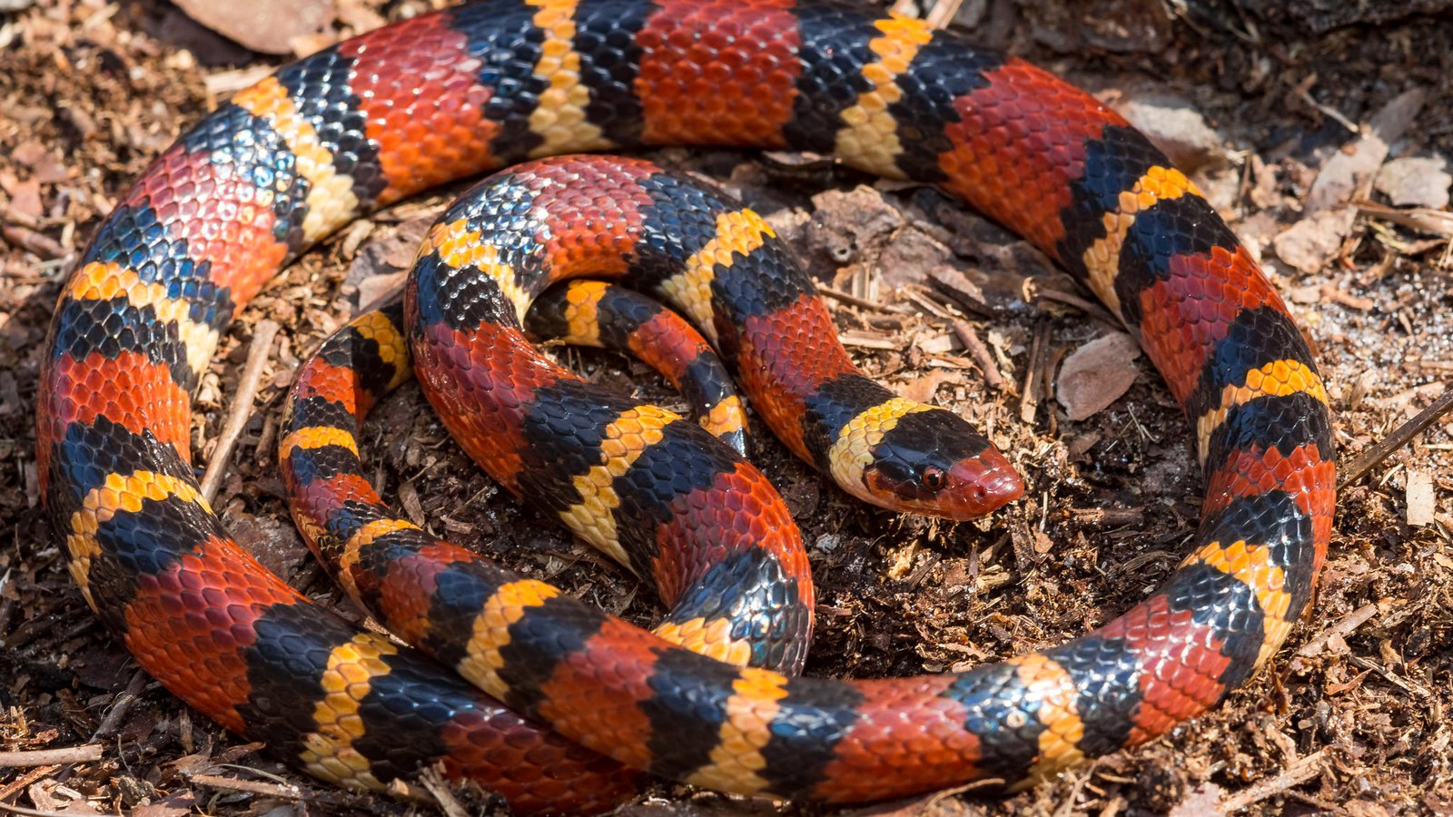 Обои красная, змея, полосатая, lampropeltis triangulum elapsoides, red, snake, striped разрешение 2048x1365 Загрузить