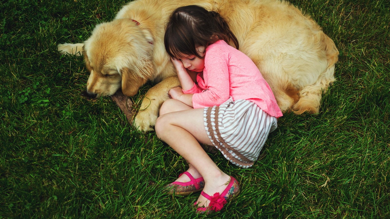 Обои собака, девочка, отдых, dog, girl, stay разрешение 4608x3072. 