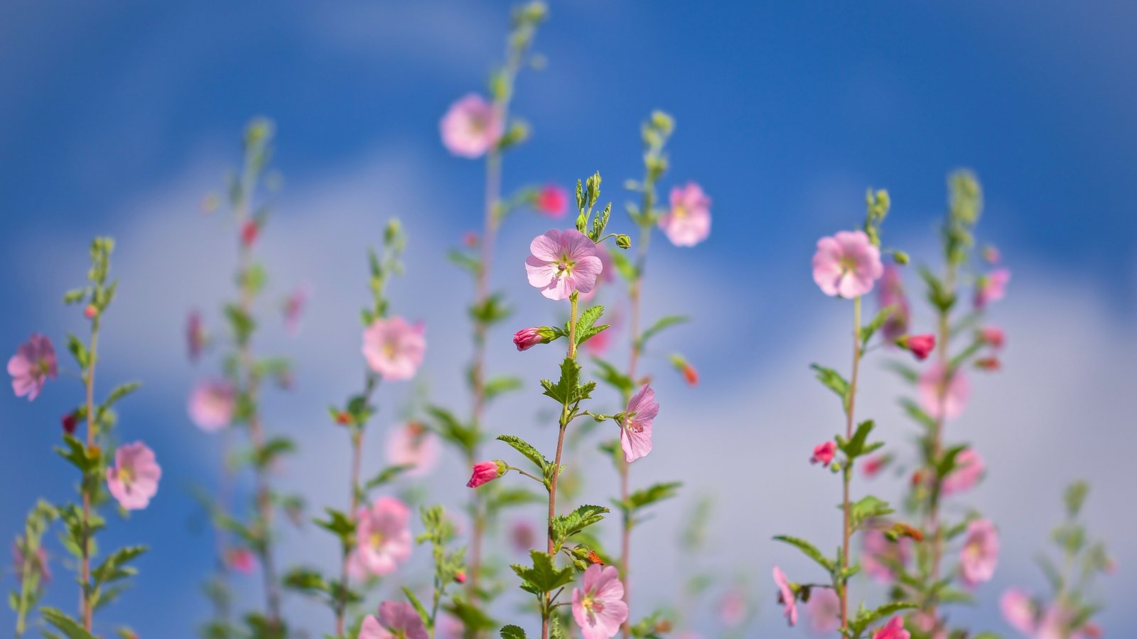 Обои небо, нежность, боке, лаватера, хатьма, the sky, tenderness, bokeh, lavatera, the lavatera разрешение 2400x1553 Загрузить