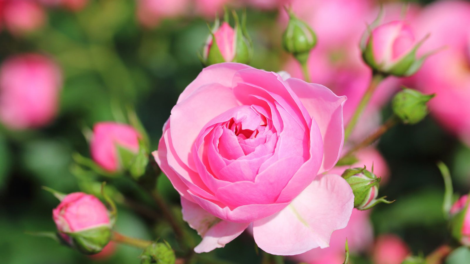 Обои бутоны, макро, роза, боке, buds, macro, rose, bokeh разрешение 2048x1365 Загрузить