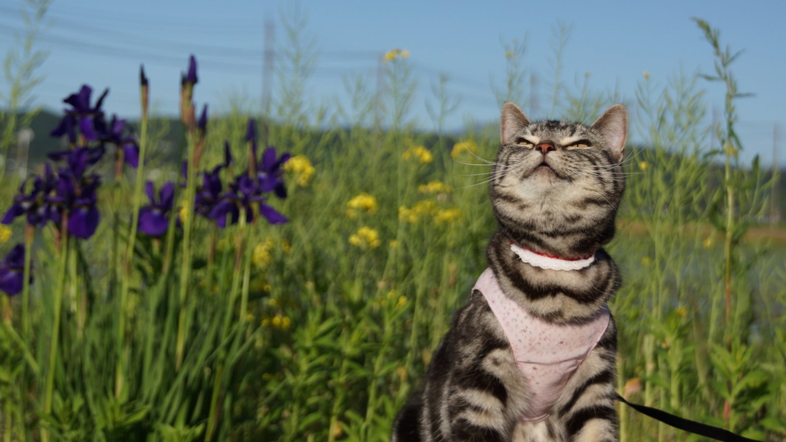 Обои фон, лето, кошка, прогулка, background, summer, cat, walk разрешение 4814x3209 Загрузить