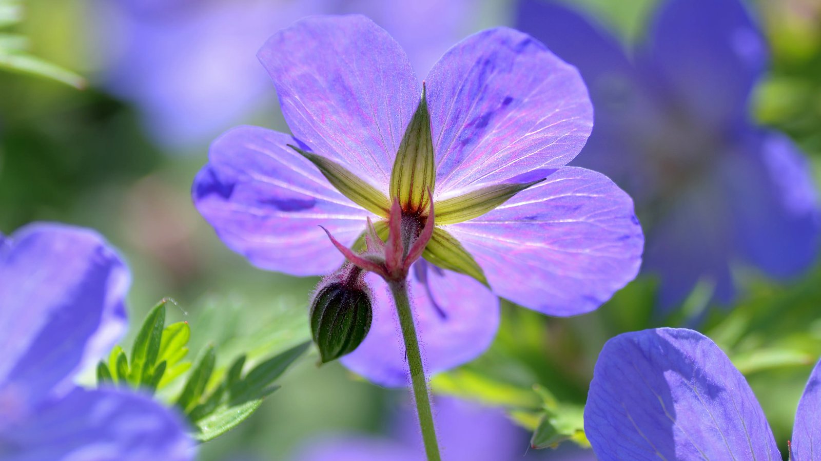 Обои цветы, макро, лепестки, герань, гераниум, flowers, macro, petals, geranium разрешение 2048x1365 Загрузить