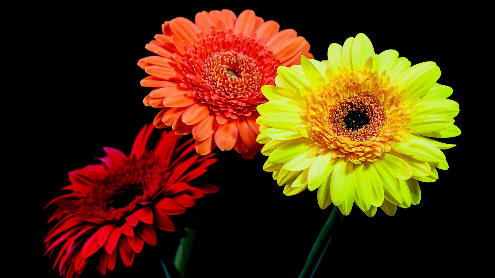 Обои макро, лепестки, черный фон, букет, герберы, macro, petals, black background, bouquet, gerbera разрешение 4288x2699 Загрузить