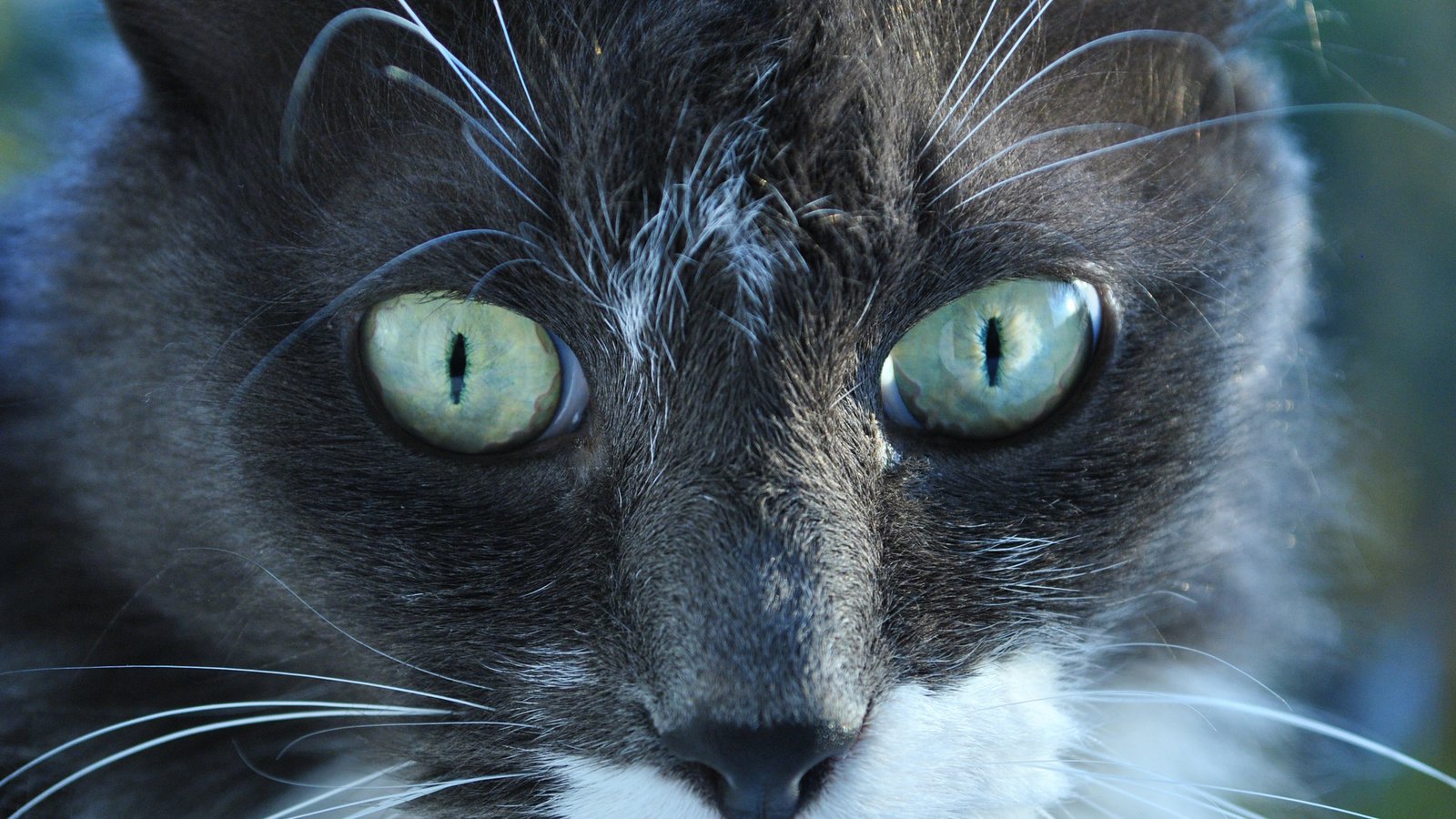 Обои глаза, фон, кот, мордочка, усы, кошка, взгляд, животное, eyes, background, cat, muzzle, mustache, look, animal разрешение 2560x1600 Загрузить
