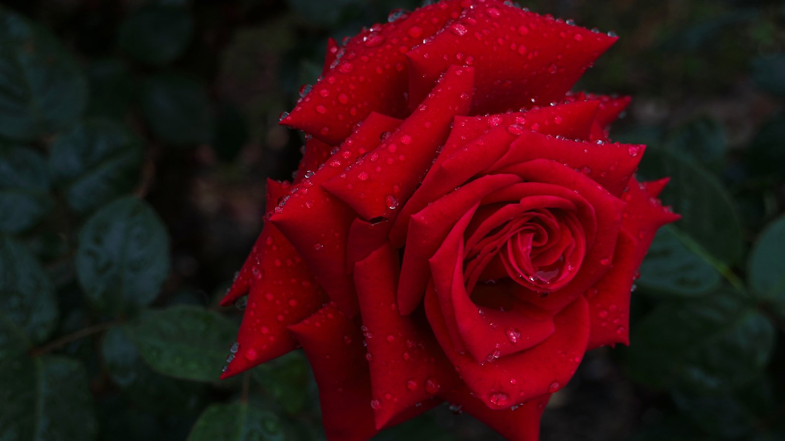 Обои макро, капли, роза, бутон, красная роза, macro, drops, rose, bud, red rose разрешение 3000x2000 Загрузить