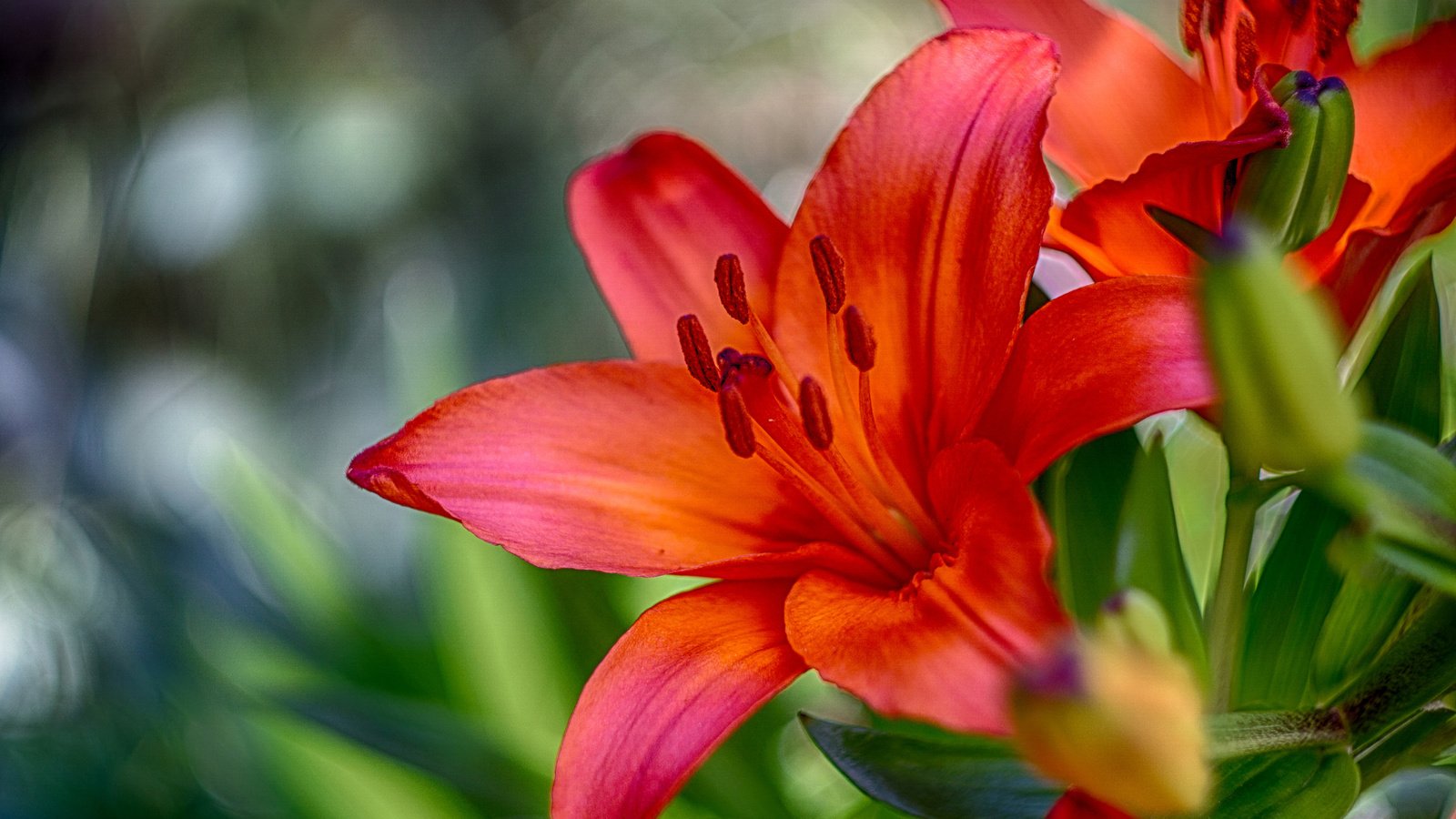 Обои бутоны, макро, лепестки, размытость, лилия, buds, macro, petals, blur, lily разрешение 2048x1358 Загрузить