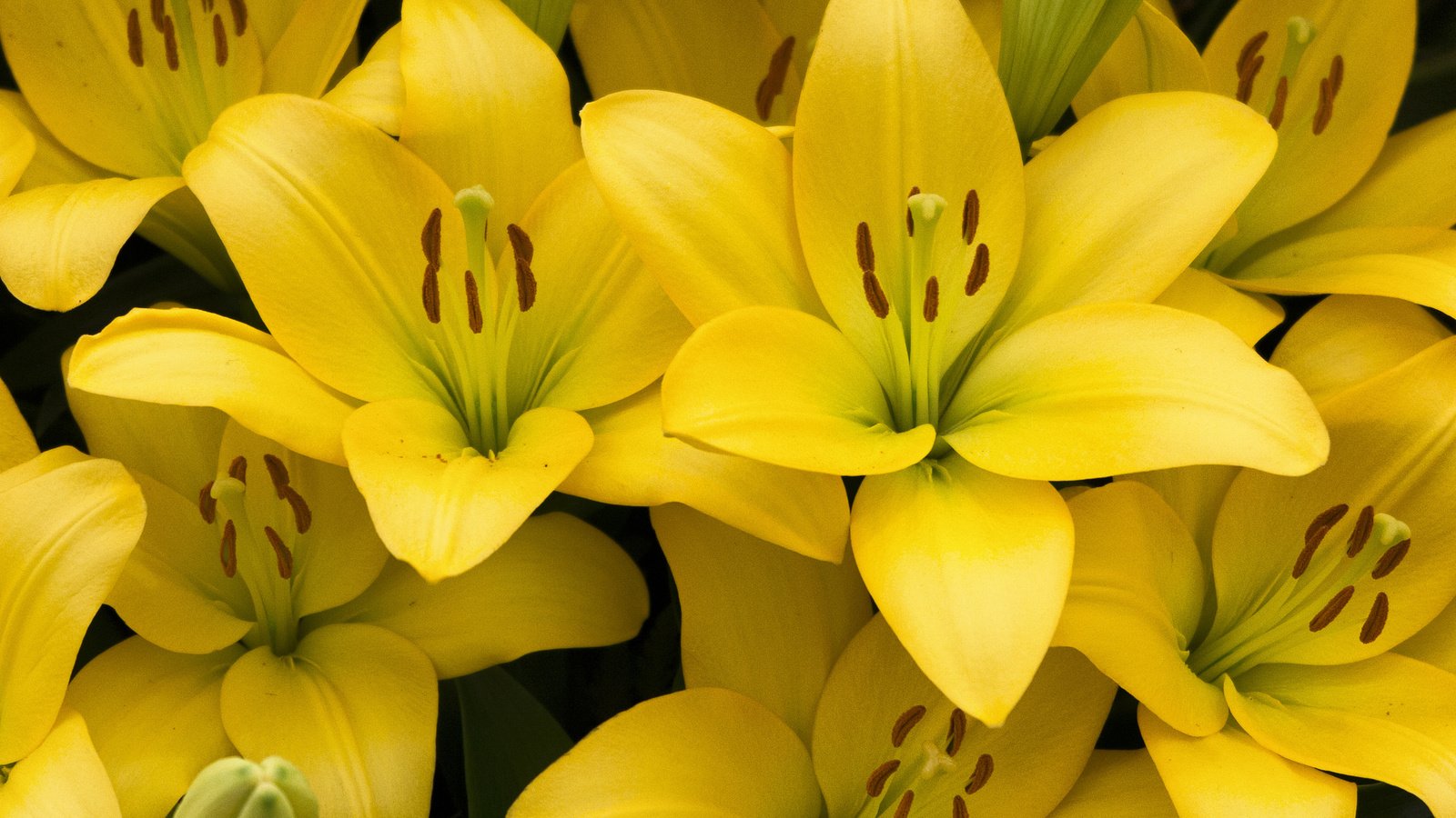 Обои лепестки, лилии, желтые, petals, lily, yellow разрешение 2048x1463 Загрузить
