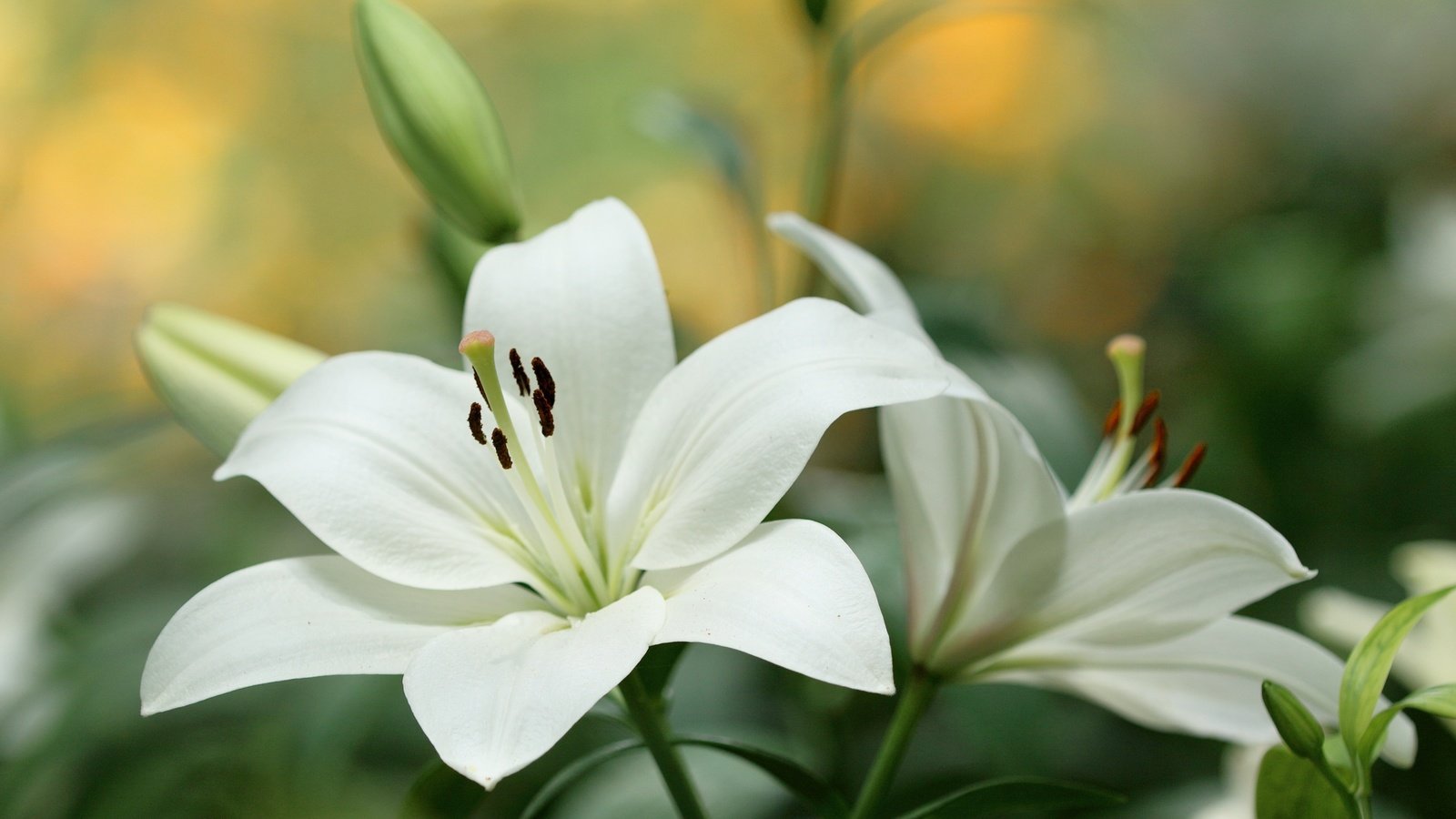 Обои цветы, бутоны, макро, лепестки, лилия, белые, flowers, buds, macro, petals, lily, white разрешение 3000x1872 Загрузить