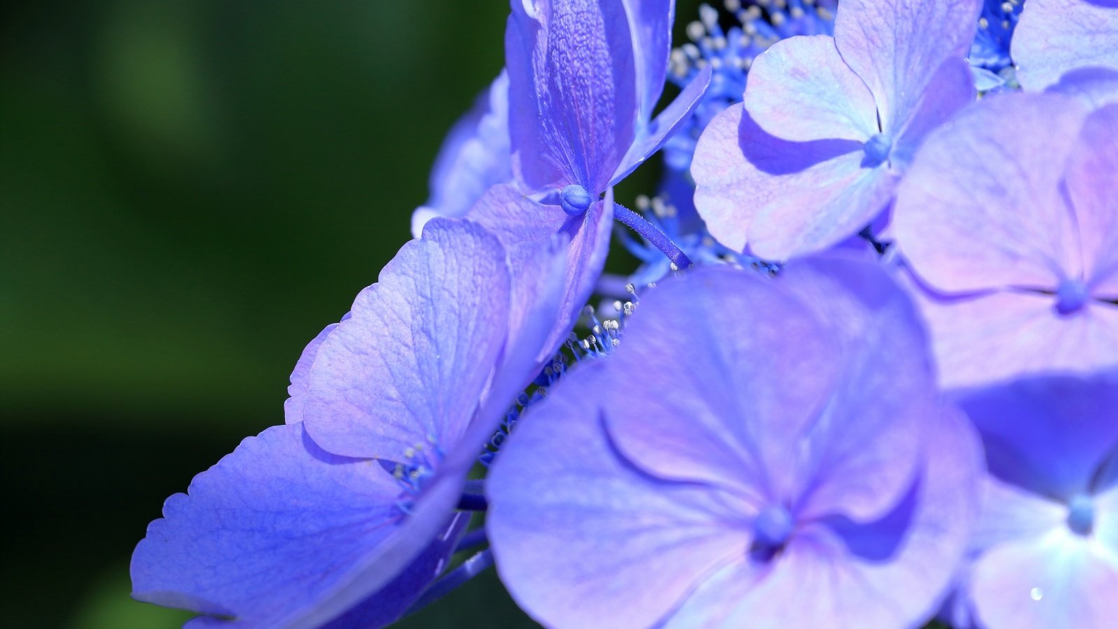 Обои цветы, макро, лепестки, соцветие, гортензия, flowers, macro, petals, inflorescence, hydrangea разрешение 2880x1920 Загрузить