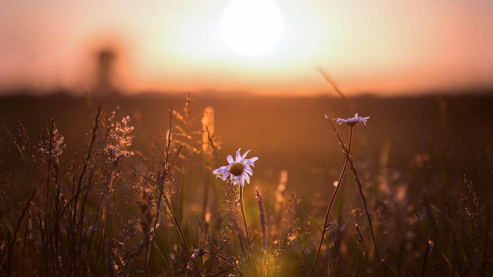 Обои свет, цветы, ромашка, light, flowers, daisy разрешение 1920x1080 Загрузить