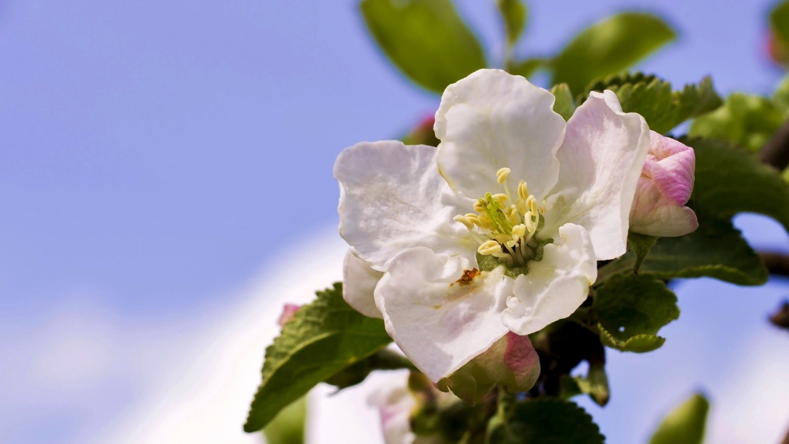 Обои небо, цветы, ветка, дерево, цветение, весна, яблоня, the sky, flowers, branch, tree, flowering, spring, apple разрешение 2045x1301 Загрузить