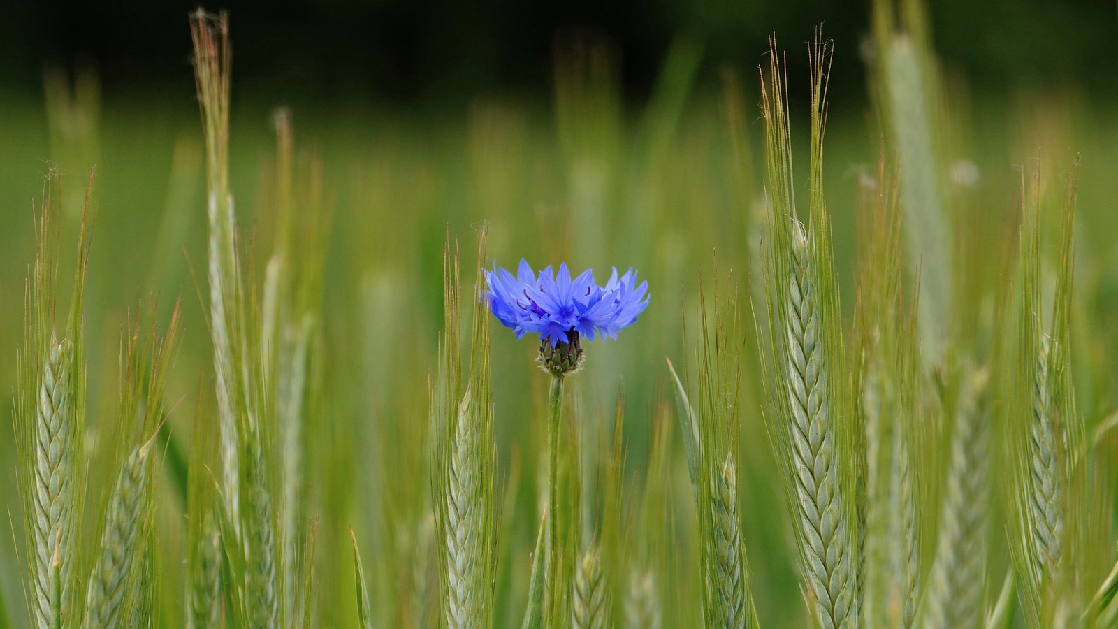 Обои синий, цветок, поле, колосья, пшеница, василек, blue, flower, field, ears, wheat, cornflower разрешение 2048x1361 Загрузить