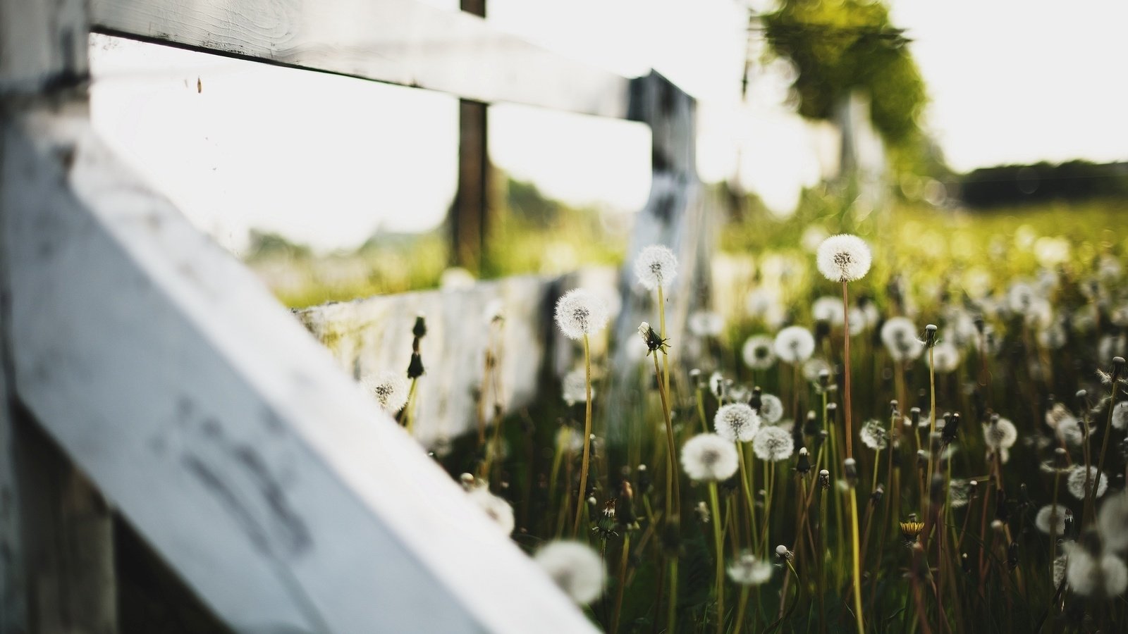 Обои цветы, макро, забор, одуванчики, пух, flowers, macro, the fence, dandelions, fluff разрешение 1920x1200 Загрузить