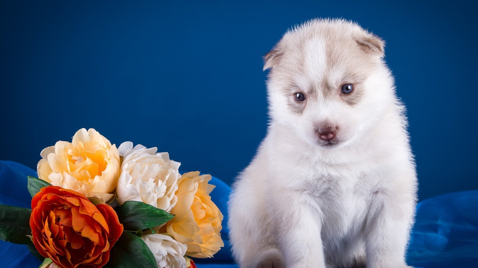 Обои цветы, щенок, хаски, flowers, puppy, husky разрешение 3600x2350 Загрузить