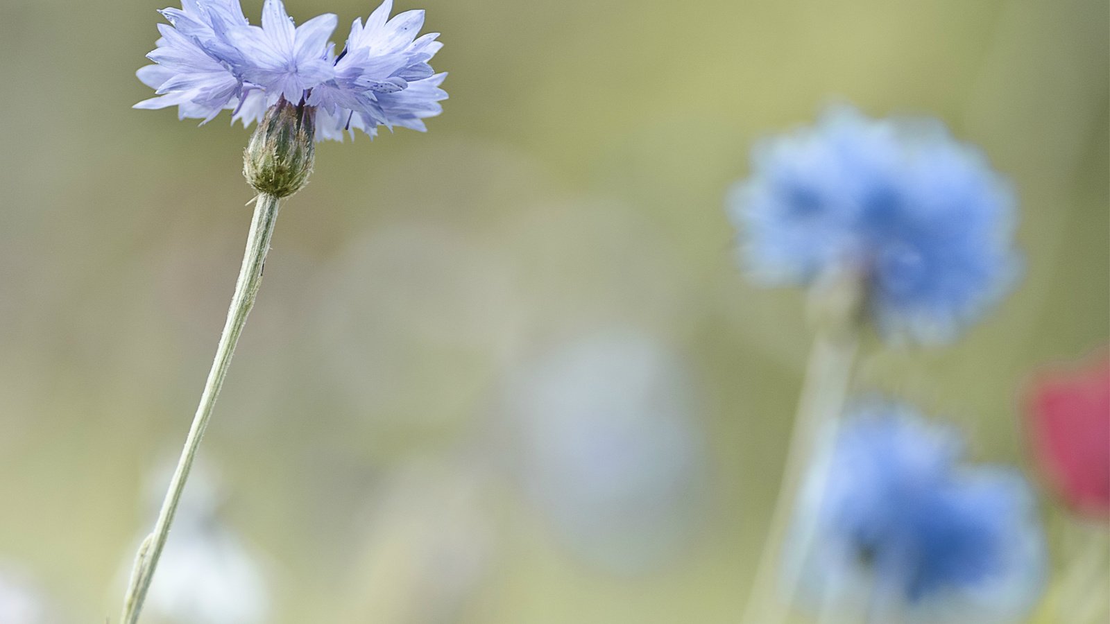 Обои фокус камеры, макро, размытость, васильки, светло-голубые, the focus of the camera, macro, blur, cornflowers, light blue разрешение 3253x2605 Загрузить